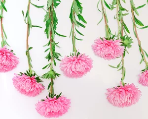 Foto op Plexiglas Row of pink chrysanthemums on  white background © glebchik