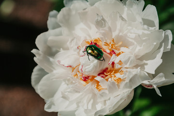 Bronze beetle sits on white peony flower