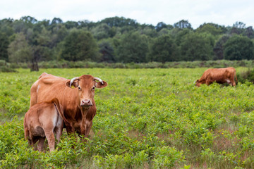 Mutterkuh s&auml;ugt ihr Kalb auf der Weide