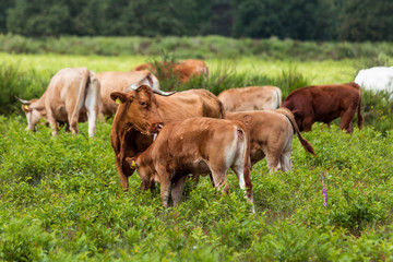 Rinderherde auf der Weide im Naturschutzgebiet