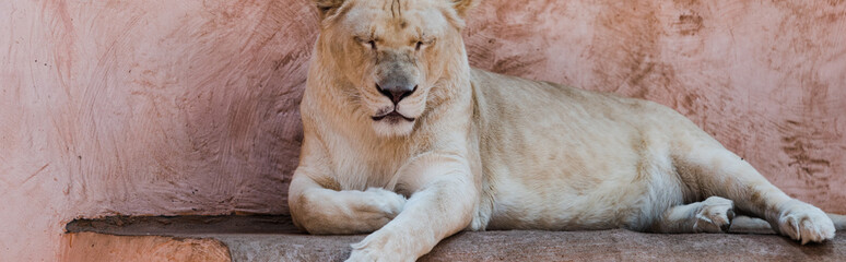 Fototapeta na wymiar panoramic shot of lion with closed eyes lying in zoo