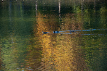 Three ducks swimming on the pond in fall Park