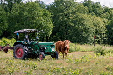 Glanrinder neben einem Traktor auf der Weide © Lukas
