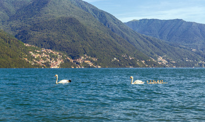 Swan family swimming on lake