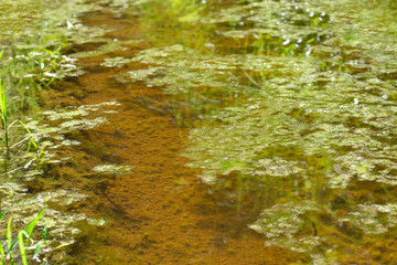 Natural landscape of wetland covering with green grass. Background puddles in nature. Ecology concept