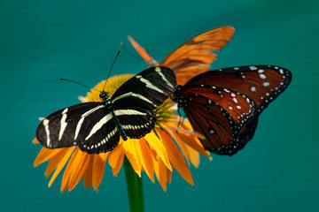 A Zebra Longwing Butterfly and Two other kinds of Butterflies on an Orange Flower - Powered by Adobe