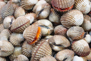 Raw fresh cockle have blood shell be alive from cockle farm,delicious seafood,scallop,close up,Tegillarca granosa,Appetizer