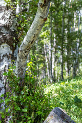 Birch grove on a sunny summer day, the mountains near Almaty