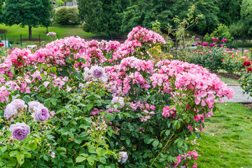 Rose Garden At Park 2