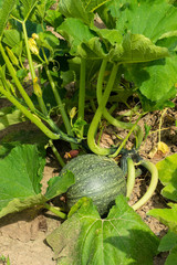 Obraz premium Steirischer Ölkürbis