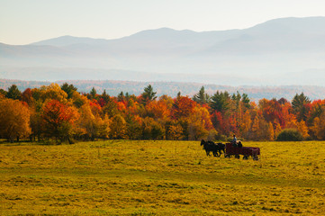 Horse drawn carriage in an open field in autumn, Stowe, Vermont, USA