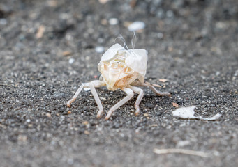 Exoskeleton of tropical insects in Vietnam, macro view.