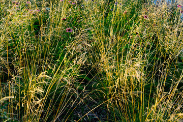 green dry  grass with dew