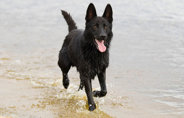 Naklejka premium wet black shepherd dog bathes in a spray of water on the beach
