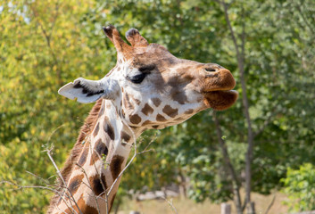 The portrait of Rothschild giraffe (Giraffa camelopardalis rothschildi).