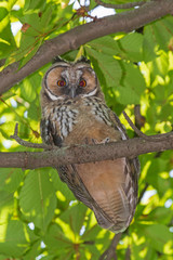 close up of owl sitting on branch of chestnut tree