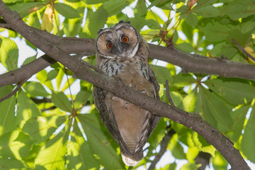 close up of owl sitting on branch of chestnut tree