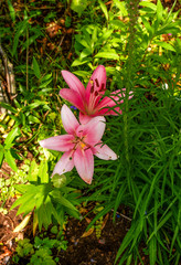 Verschiedenfarbige Lilien 
