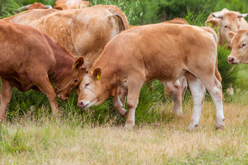 Zwei Kälber kämpfen auf der Weide
