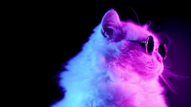 Portrait of highland straight fluffy cat with long hair and round glasses in neon light. Fashion, style, cool animal concept. Studio footage. White pussycat on dark background. 