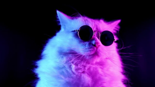 Portrait of white furry cat in fashion eyeglasses. Studio neon light footage. Luxurious domestic kitty in glasses poses on black background.