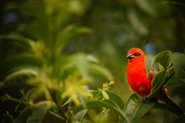 Oiseau Red 