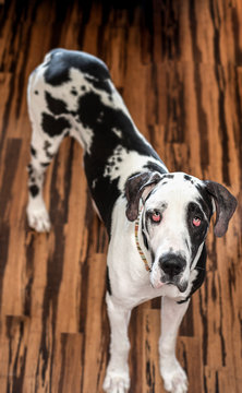Cute harlequin great dane dog making eye contact while standing on hardwood floors.