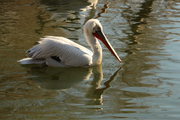 white pelican in the water