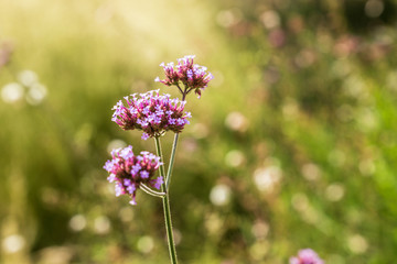 Purpletop vervain plant (Verbena bonariensis)