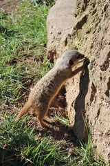meerkat standing in the sunlight