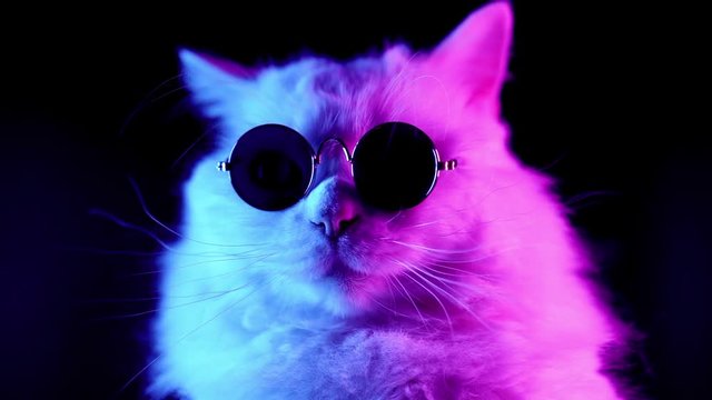Portrait of white furry cat in fashion eyeglasses. Studio neon light footage. Luxurious domestic kitty in glasses poses on black background.