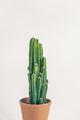 minimalist, home office, minimalism, succulent, office space, cactus, plant, green, nature, house, home, detail, botanical, botany, aloe, leaf, foliage, tropical, closeup, decor, growth, indoor, growi