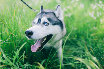 siberian husky with blue eyes sitting in the grass Husky sitting