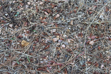 background of leaves