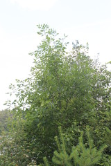 leaves of a tree on green background