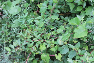 background of green leaves