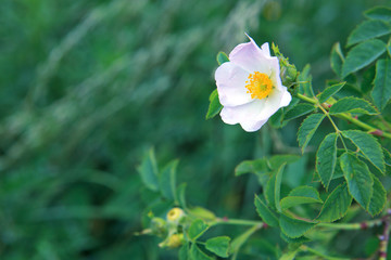 Close up of beautiful wild rose isolated on blur green background.