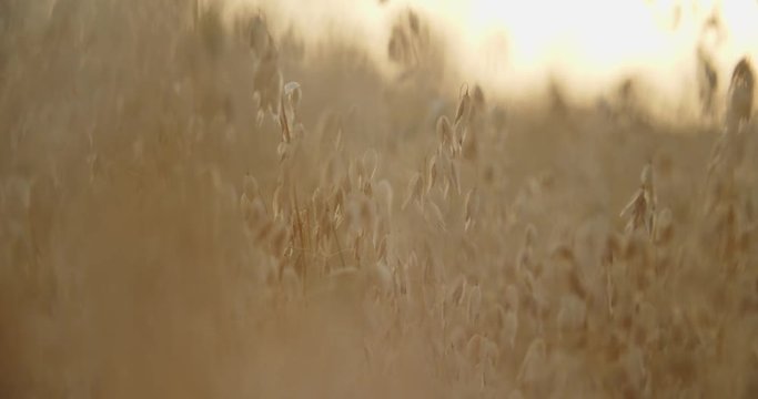 Oat field in sunset. Harvest and harvesting concept. Field of golden oats close up swaying. Organic food, Nature. Slow motion