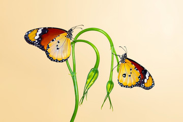 Closeup   beautiful butterflies sitting on flower. © blackdiamond67