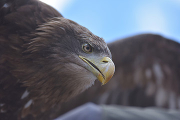 Aigle en plein vol