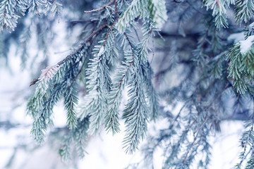 Frosted fir tree branch, background