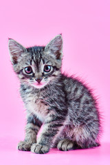 Portrait of a small gray striped kitty on a pink background, nice little kitten looking with big eyes at the camera
