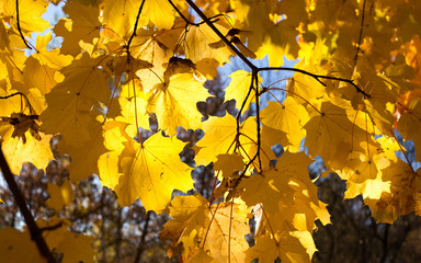 Bright autumn leaves