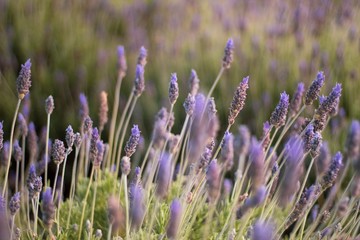 field of lavender
