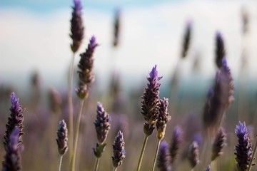 lavender flowers on background of blue sky