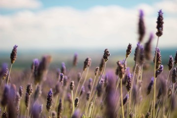 lavender field of wild flowers