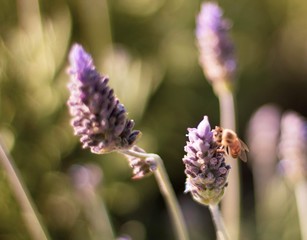 bee on a flower
