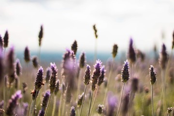 field of lavender flowers