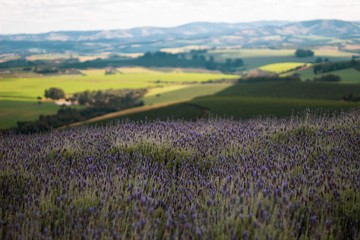 field of yellow flowers