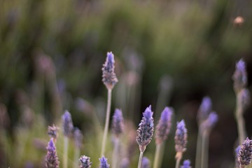 purple flowers in field